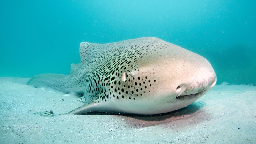 A small shark with black spots lays on the sea floor.