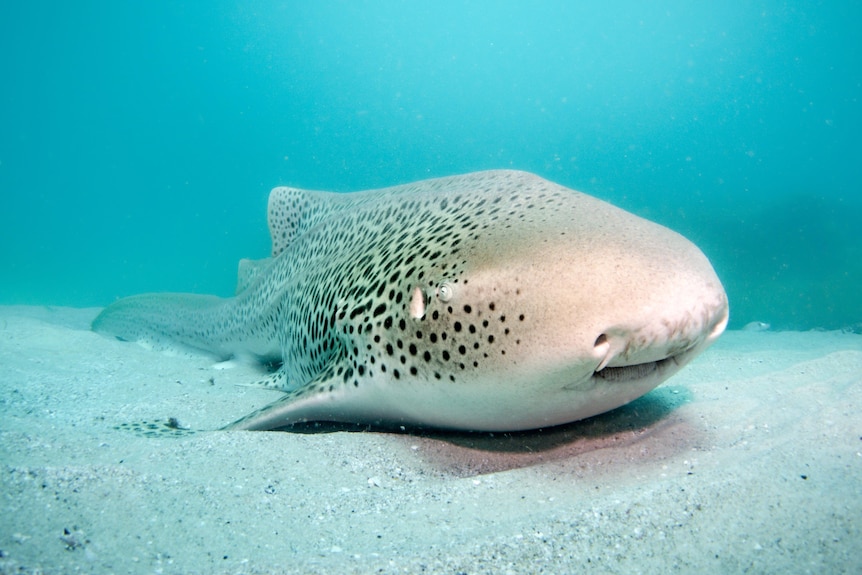 A small shark with black spots lays on the sea floor.