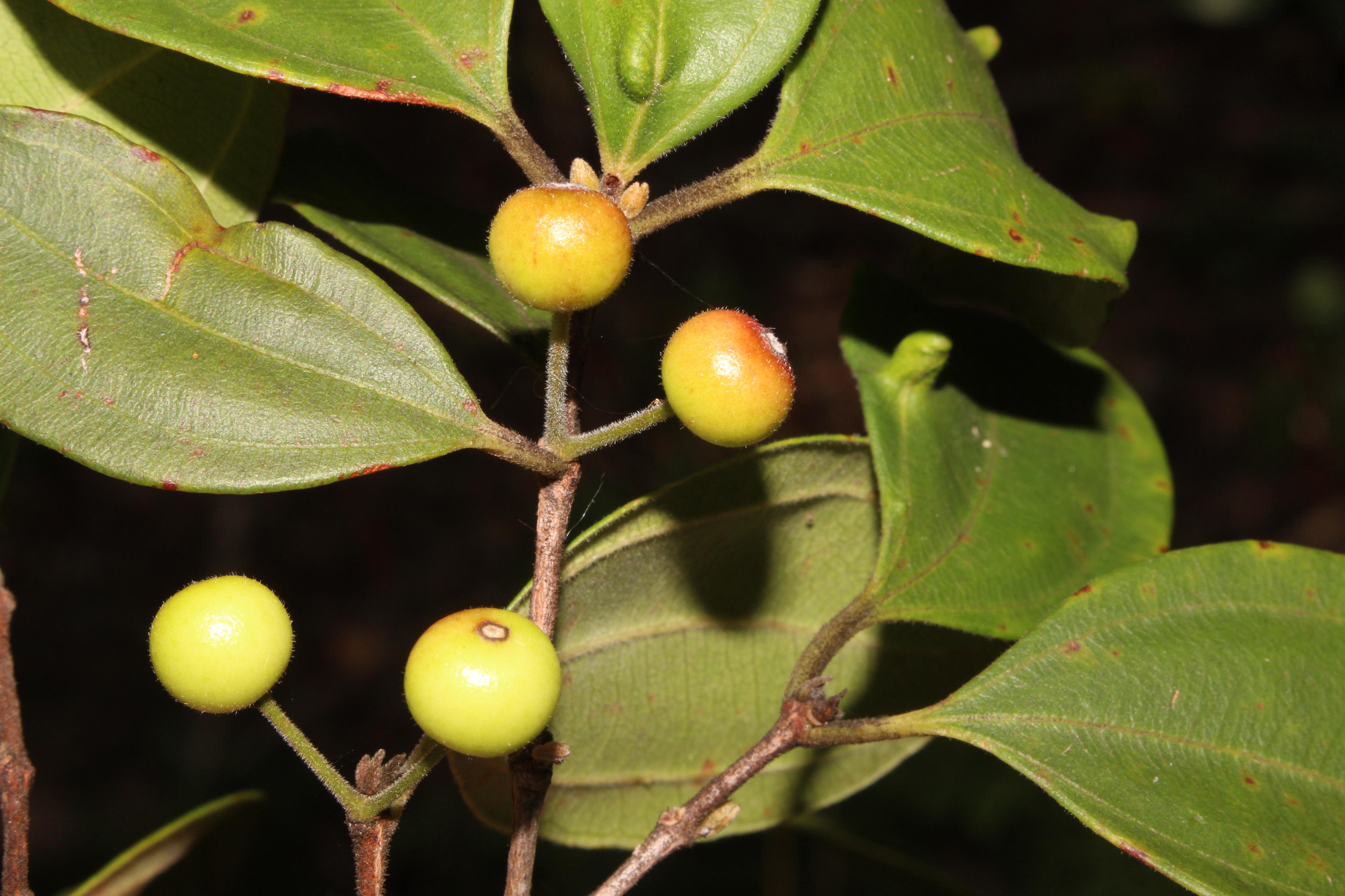 Frutas (pequenas bolinhas brancas e avermelhadas) em uma árvore zumbi Rhodamnia.