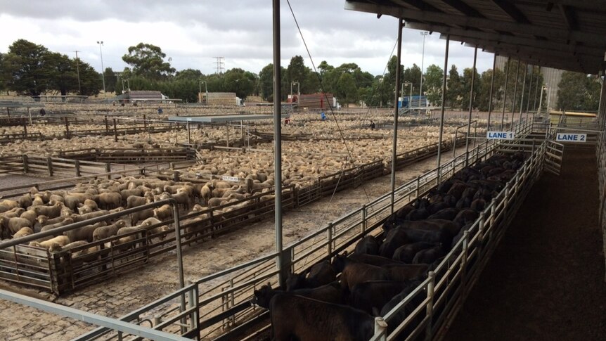 Sheep and cattle in their pens at a saleyard in western Victoria