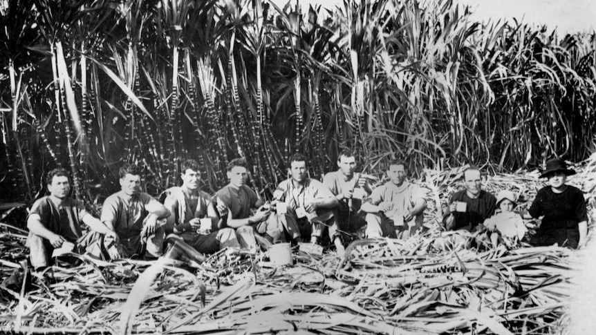 A row of men sit in front of sugar canes. The image is black and white.