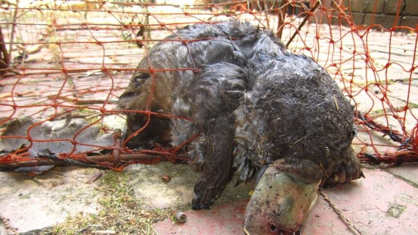 A dead platypus, with blood coming from its bill, in an orange-coloured yabby trap