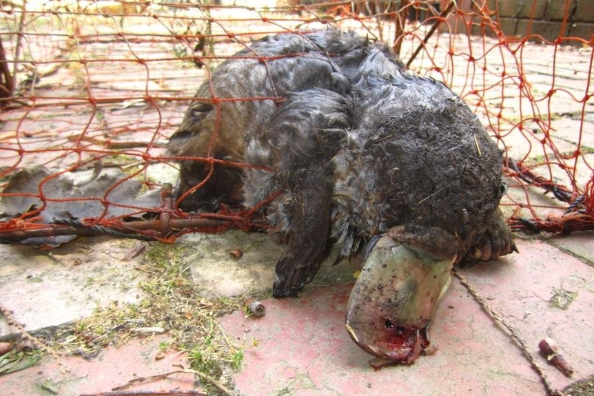 A dead platypus, with blood coming from its bill, in an orange-coloured yabby trap