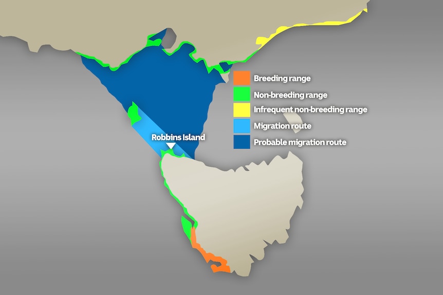 Map showing distribution and migration routes of the orange-bellied parrot.