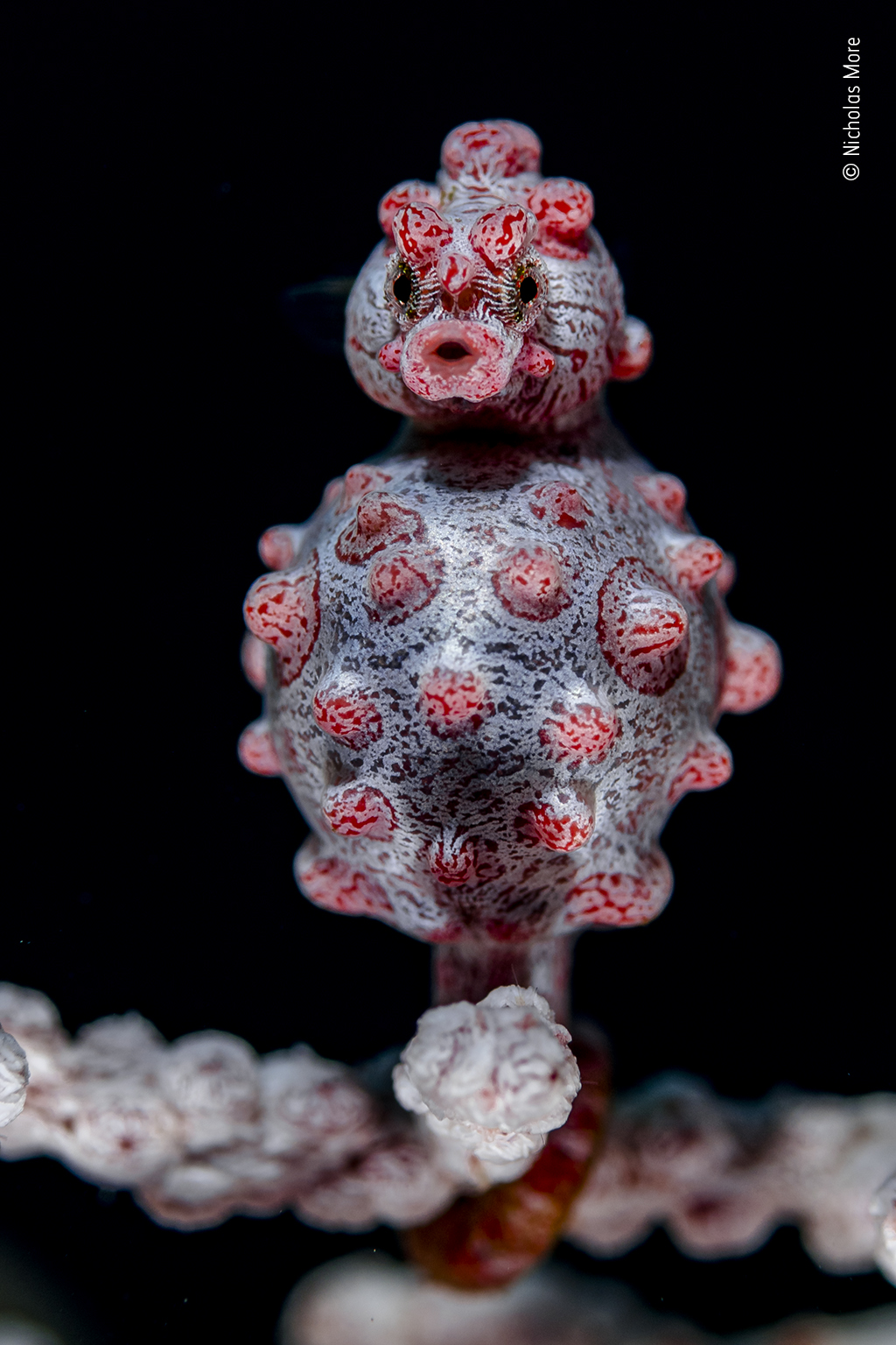 Caballito de mar rosa fotografiado bajo el agua