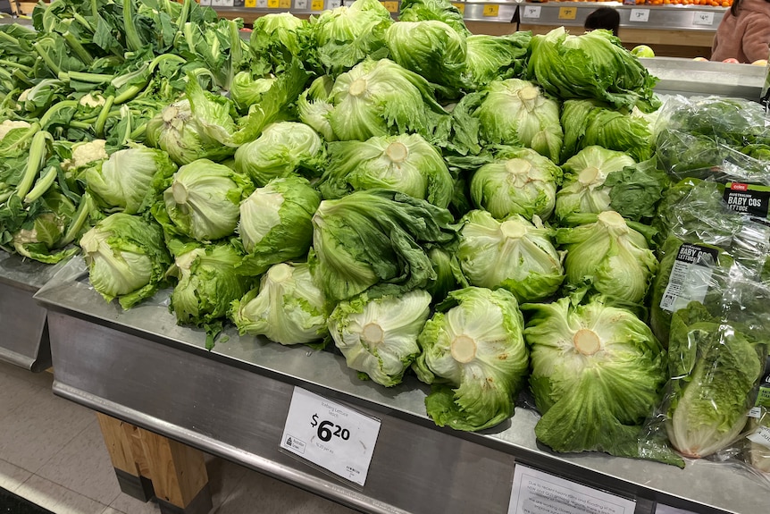 Iceberg lettuce on shelf in supermarket with a price of $6.20