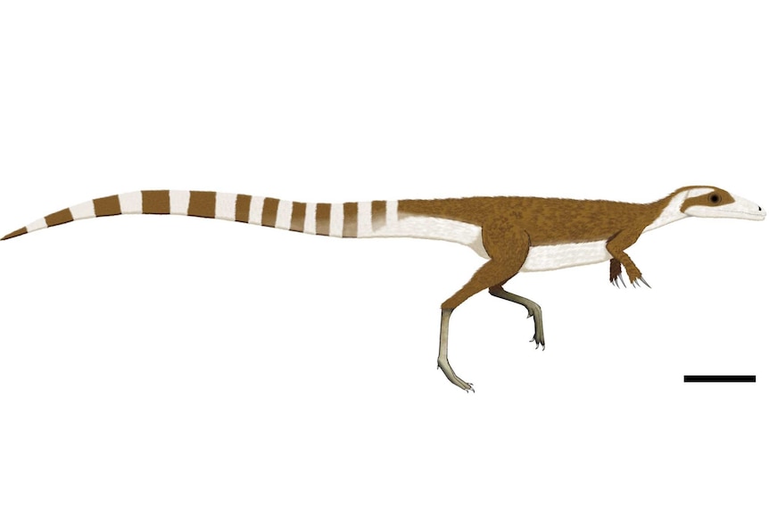 An artist's impression of Sinosauropteryx showing its long stripy tail, countershaded body and bandit mask.