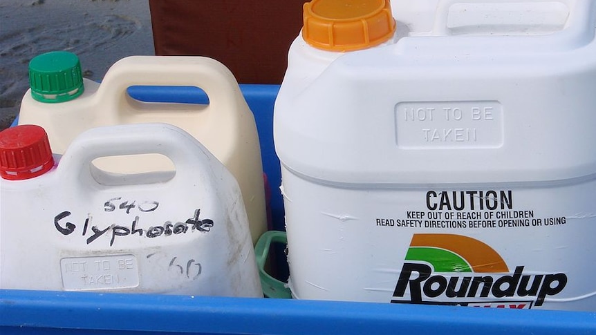 Glyphosate, sold as Roundup, is one of Australia's most common weedkillers.