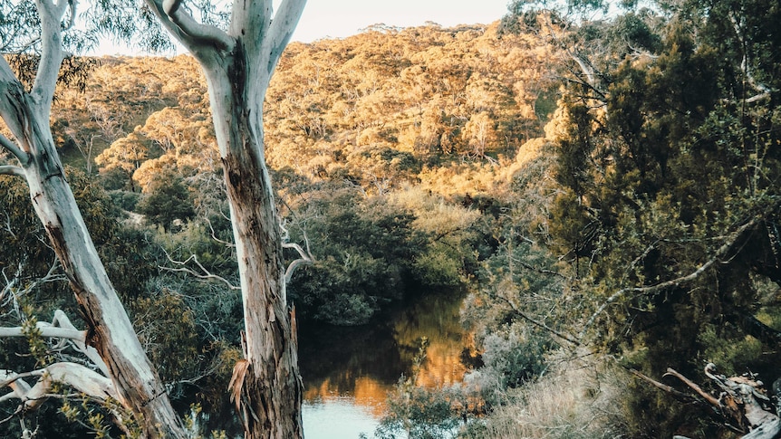 a landscape image of a river near sunset with a eucaltypus tree in the foreground