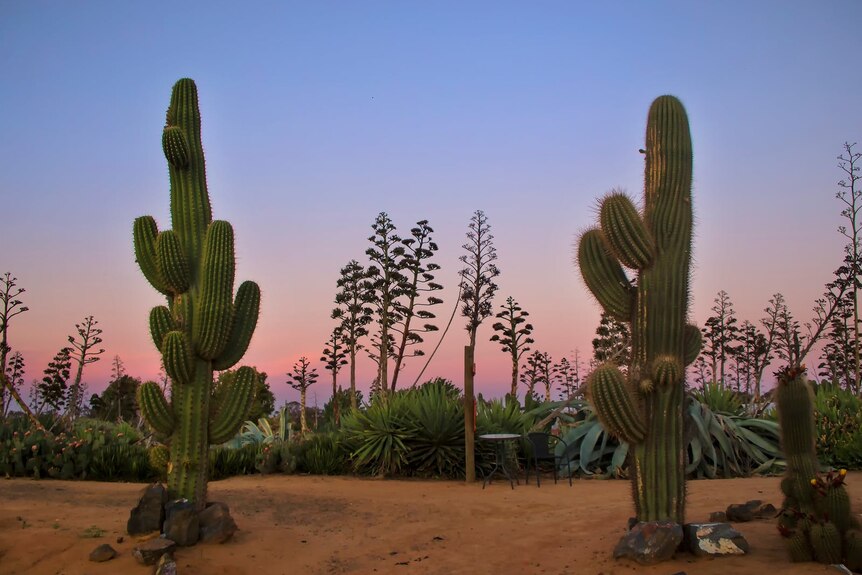 several very tall cacti with a sunset behind them