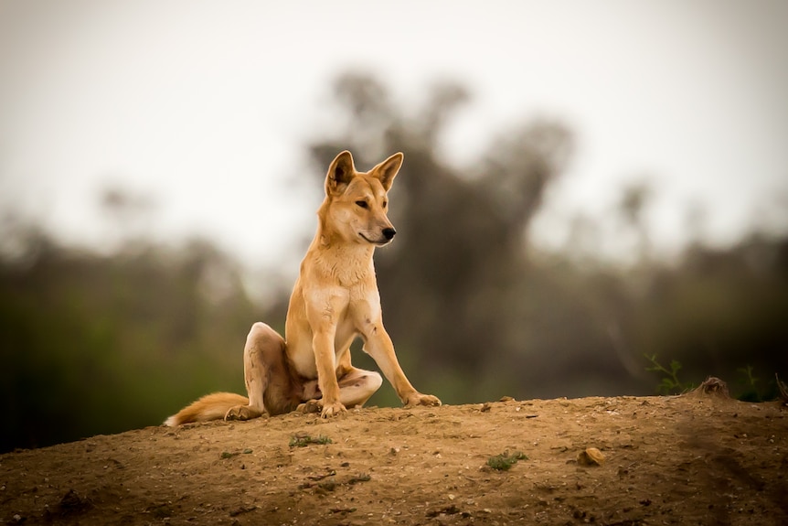A dingo sitting on a hill
