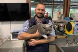 A vet in a check shirt holds a grey cat
