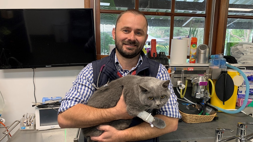 A vet in a check shirt holds a grey cat