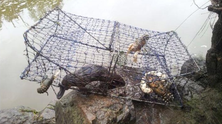 The platypus and three Murray River crayfish were found drowned in this illegal trap.