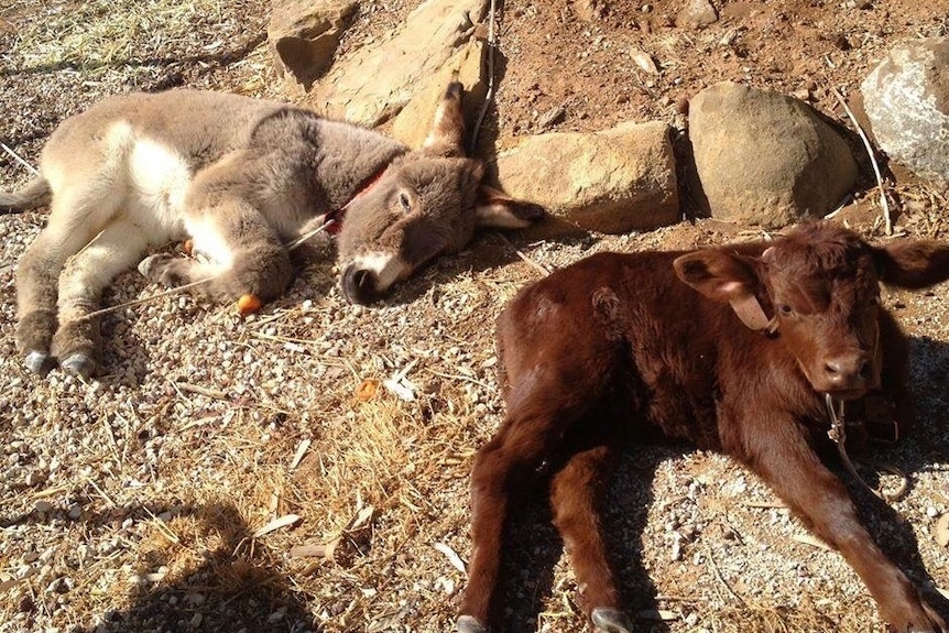 Dora the donkey and Diego the calf laying down next to each other.