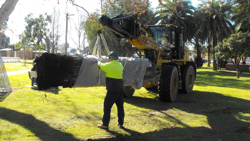 Narrandera's Canoe Tree being removed from Narrandera Park