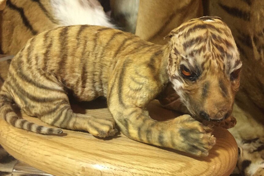 A stuffed tiger foetus mounted on a wood board