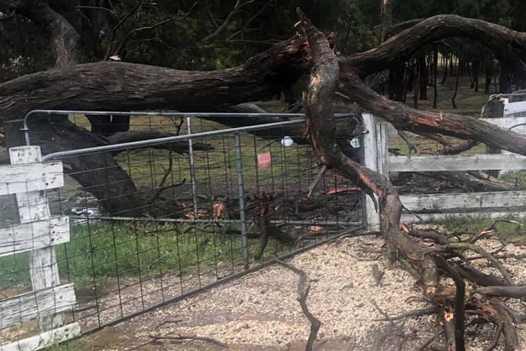A fallen tree laying across a fence and gate.