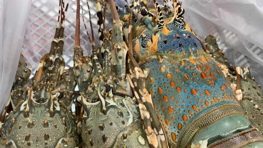 Painted crays for sale in Darwin