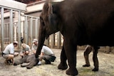 Staff members at Taronga Zoo deliver neo-natal care to the zoo's young male Asian Elephant calf