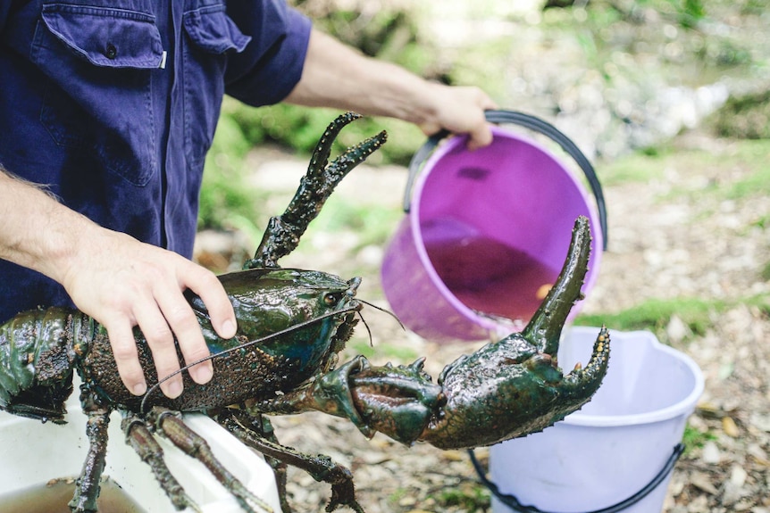 A man holds very large giant freshwater crayfish in one hand.