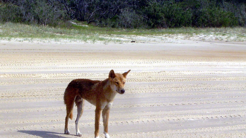 Dingo on the beach