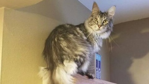 Fluffy cat  lies on top of cupboard draping long tail