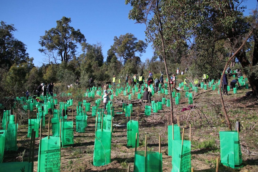 An area of native bushland with fresh tree plantings.