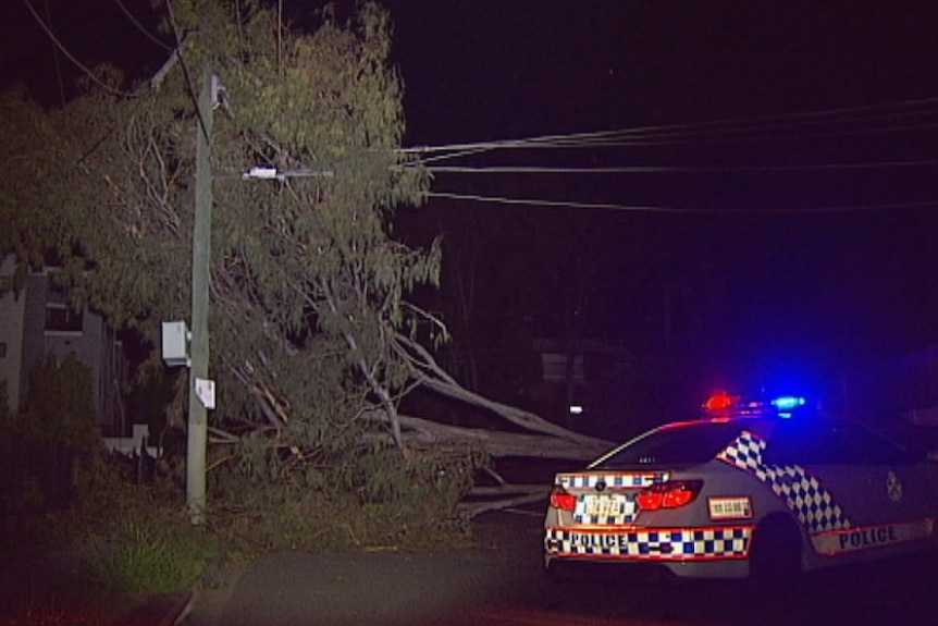 Police car next to fallen tree