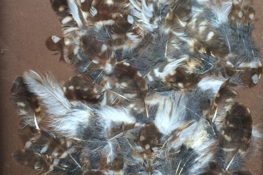 An arrangement of kookaburra feathers to reflect road kill
