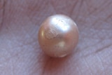 Future still bright for Western Australian's pearling industry