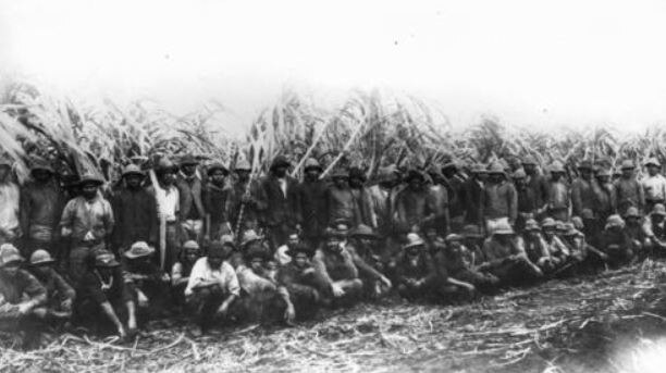 Black-and-white image of South Sea Islanders grouped together in cane fields in North Queensland.