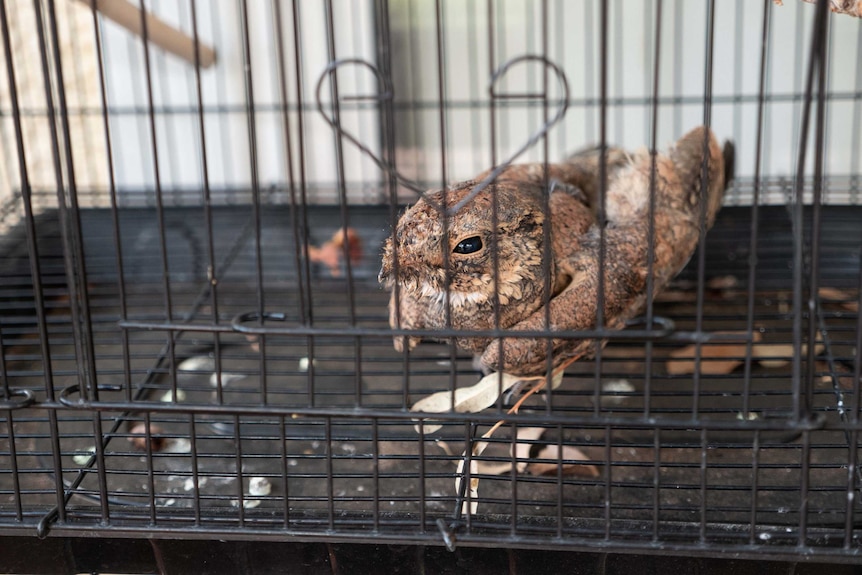 A small brown and black bird sits in a cage.