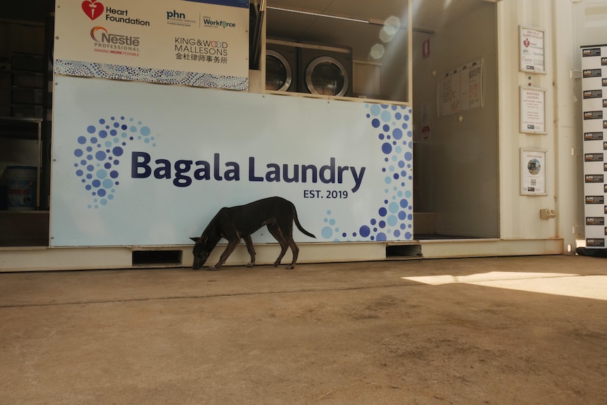 A dog sniffs the ground next to a sign that reads "Bagala Laundry". 