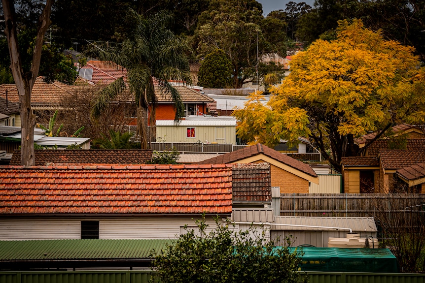 Roofs of houses and trees in a suburban street.