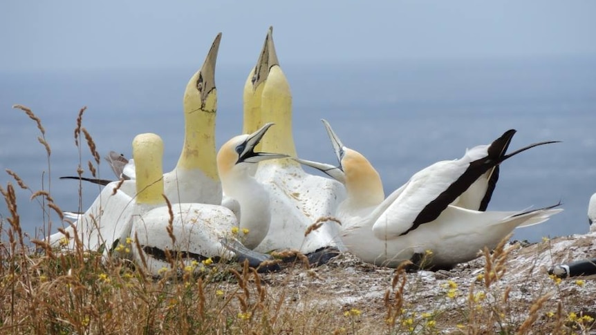 Two gannets sit alongside four concrete gannets on Mana Island.