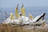 Two gannets sit alongside four concrete gannets on Mana Island.