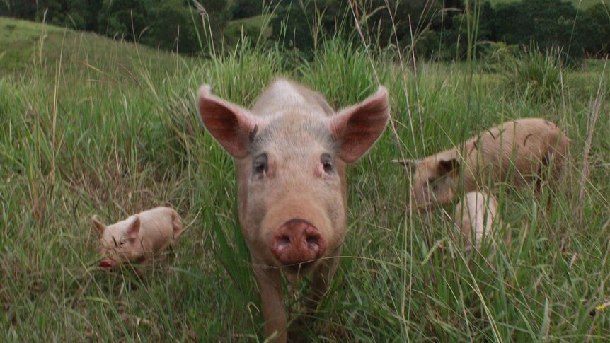 Pasture raised pigs on Kindee Valley Farm.