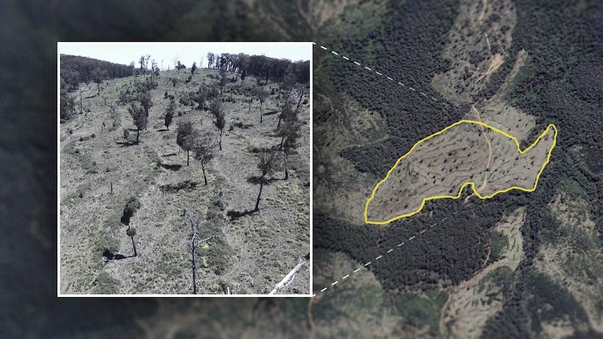 A satellite image of a forest, with a zoomed-in patch showing a section which looks sparse after being logged.