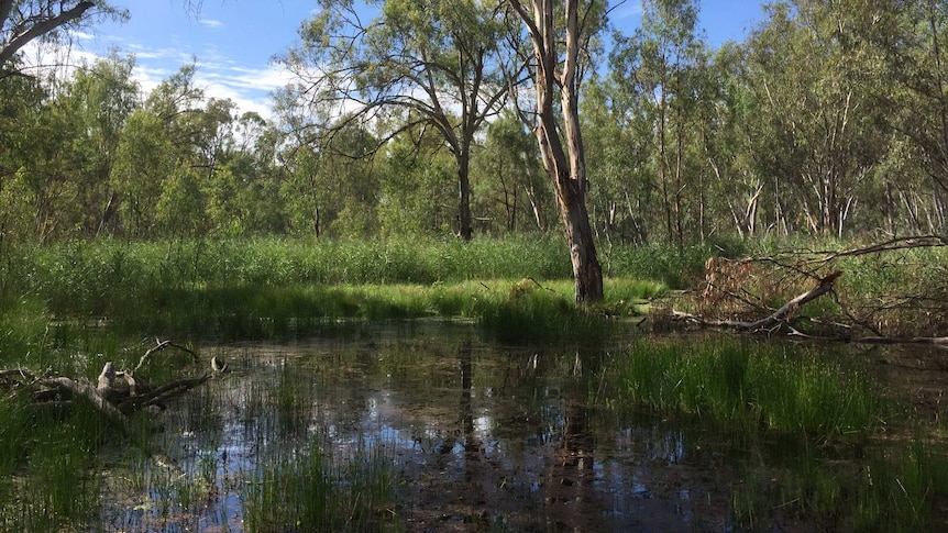 A wetland within the Yanga National Park.