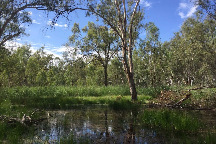 A wetland within the Yanga National Park.