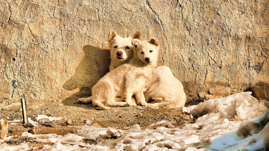 Two puppies find warmth in the sun at a makeshift displaced peoples camp on the outskirts of Kabul, January 2012.