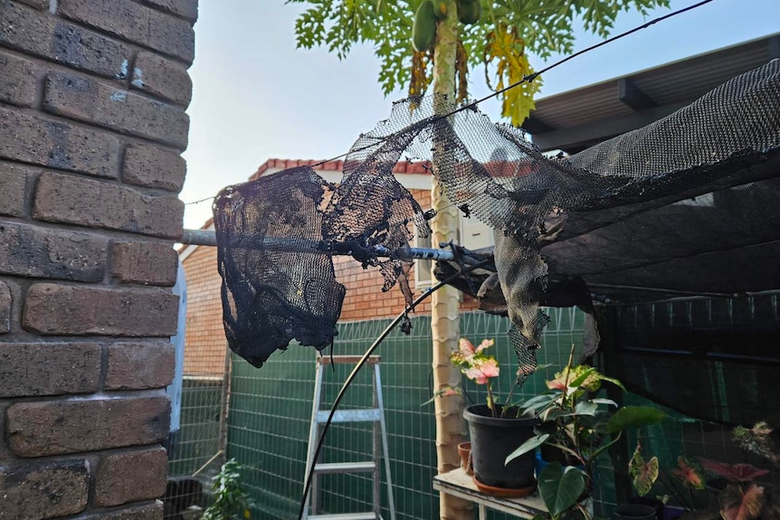 A burnt out shade cloth in a garden, next to a brick house.