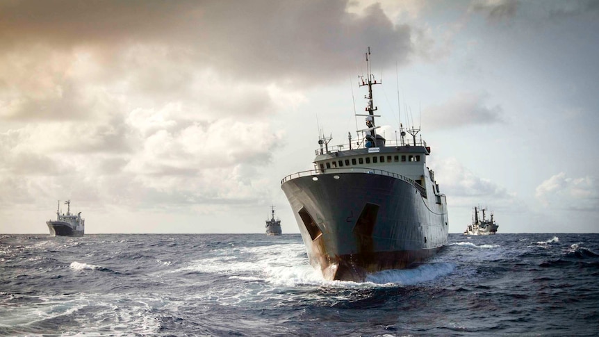 Thunder versus Sea Shepherd: The true story of the world's longest ship  chase - ABC News