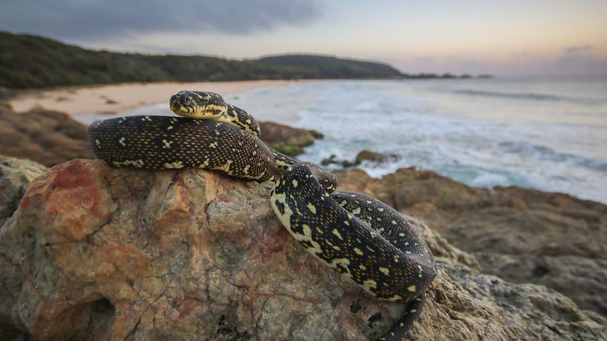 A diamond python sits on a rock on a beach at sunrise.