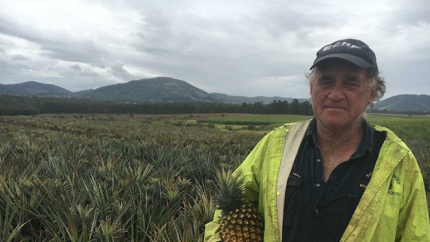 Peter Buchanan holds a pineapple, standing in front of a field with a grim look on his face.