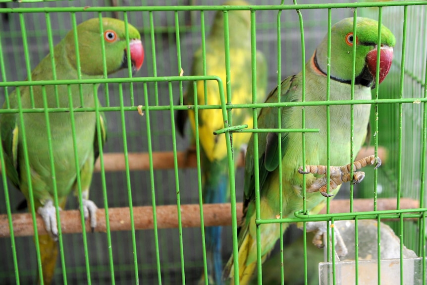 Rose-ringed parakeets in India