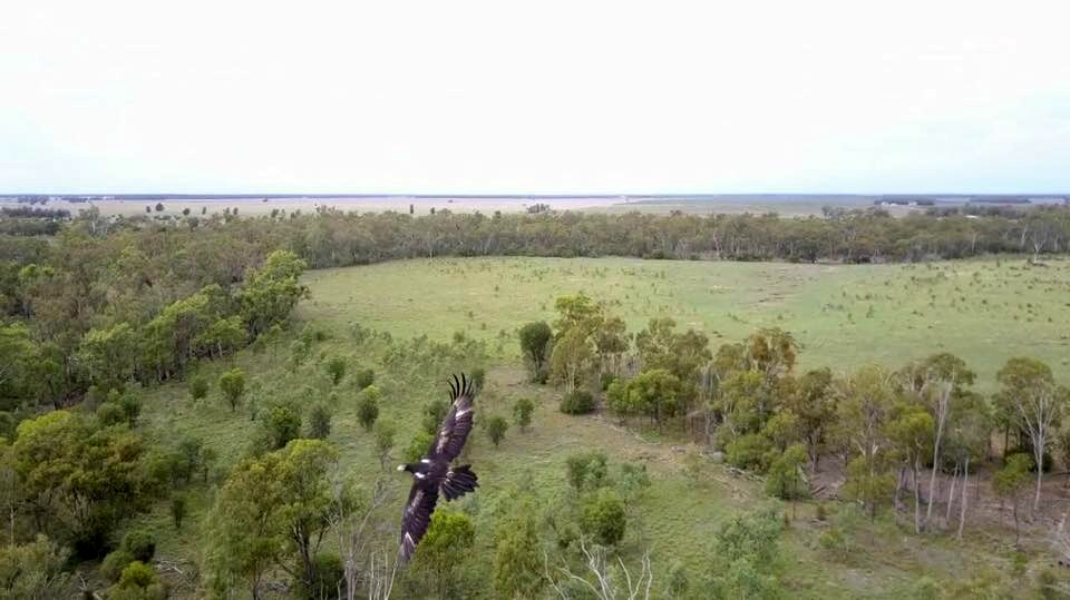 Birds Vs Drones: Wedge-tailed Eagles And Unmanned Aerial Vehicles ...