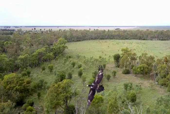 Wedge-tailed eagle chick from a drone