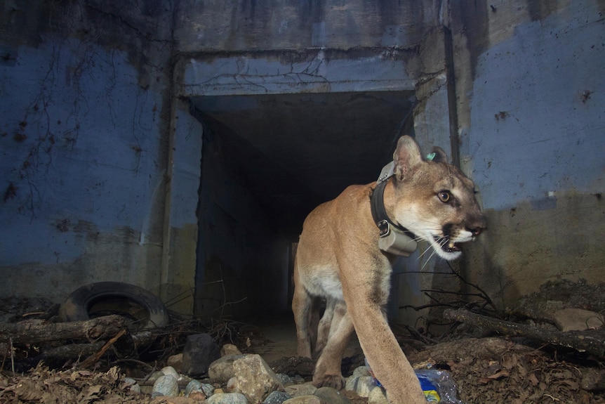 Adult male mountain lion P-64 walks out of a tunnel